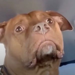 Meet your Posher, Joel